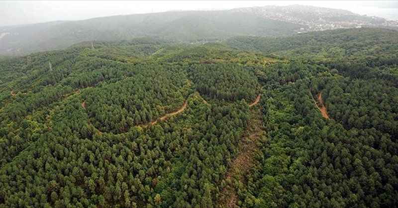 Tokat Yüzde 48’lik Orman Oranı İle Dikkat Çekiyor; Samsun, Amasya, Çorum, Ankara Ve Ordu Geride Kaldı