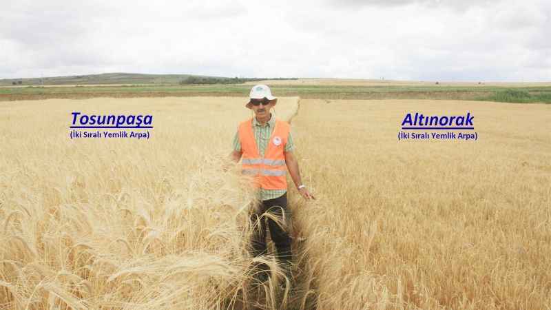 Yerli Arpa Çeşitlerinin Yozgat'ta Hasatları Gerçekleşti