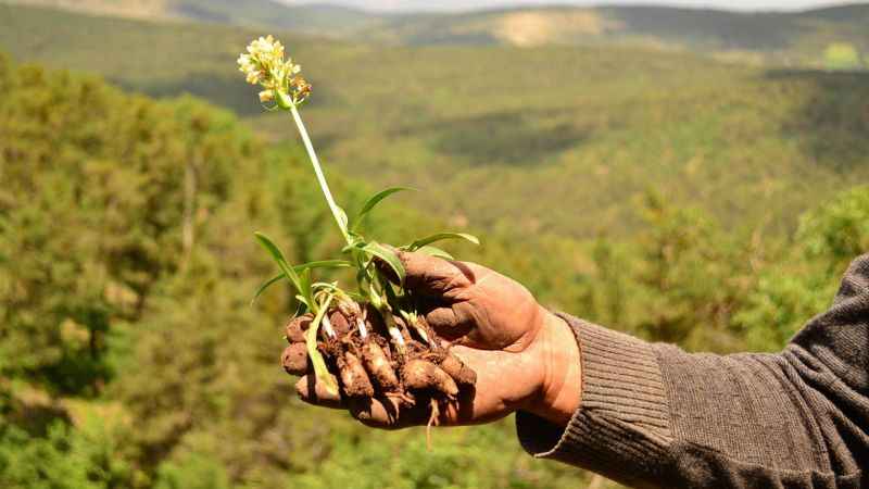 Yozgat’ta Salep Serüveni: Geçmişten Günümüze Kışın Vazgeçilmezi