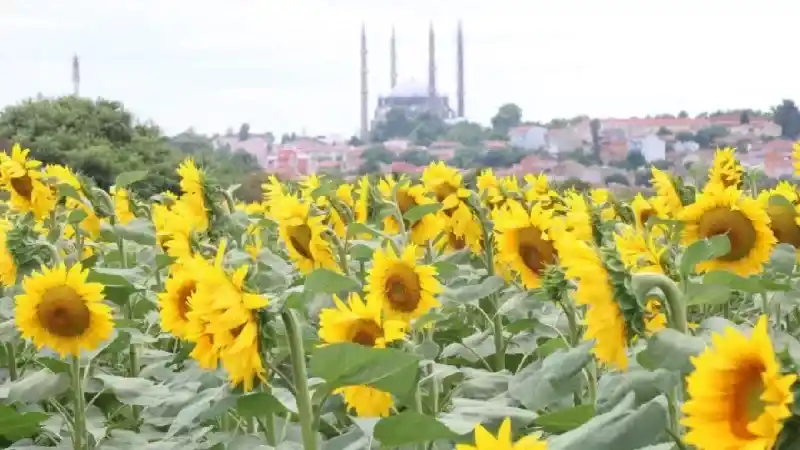 Birçok Köylü Yapmaya Başladı! Ayçiçeği Tarlalarından Ek Gelir!