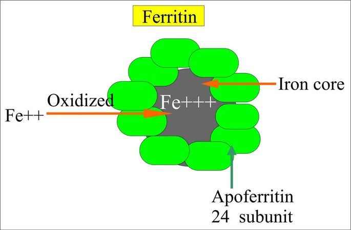 Ferritin Nasıl Yükselir?