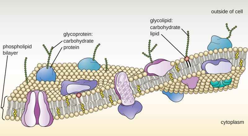 Glikoprotein Nedir?