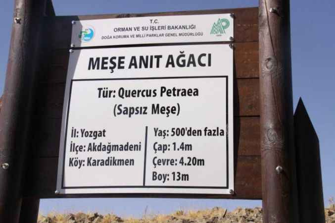Yozgat'ın Gezilecek yerleri: Akdağmadeni Karadikmen Köyü Meşe Ağacı