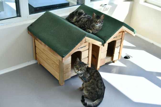 Kışın kedi bakımı nasıl olmalı? Kediler kışın üşür mü, tüy döker mi