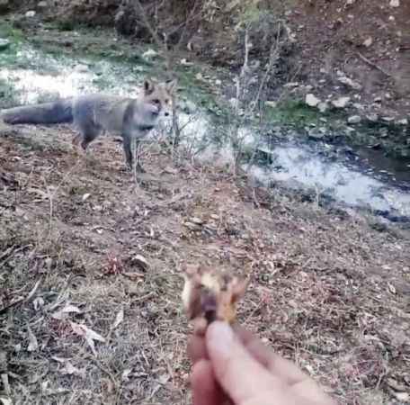 Yozgat'ta Vatandaş, Aç Kalan Tilkiyi Elleriyle Besledi