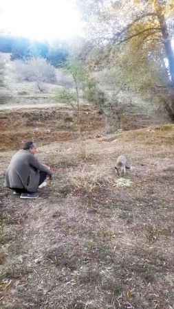 Yozgat’ın Yiğidi Yaban Hayatının Avcısını Elleri İle Besledi