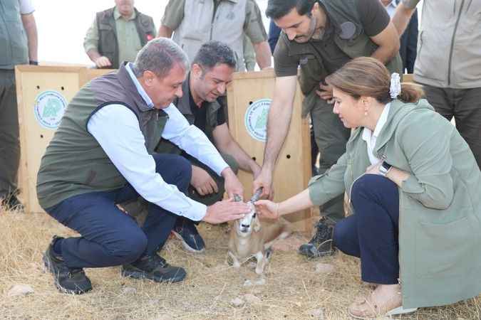 Şanlıurfa'da Doğaya Dönüş: 20 Ceylan Özgürlüğüne Kavuştu