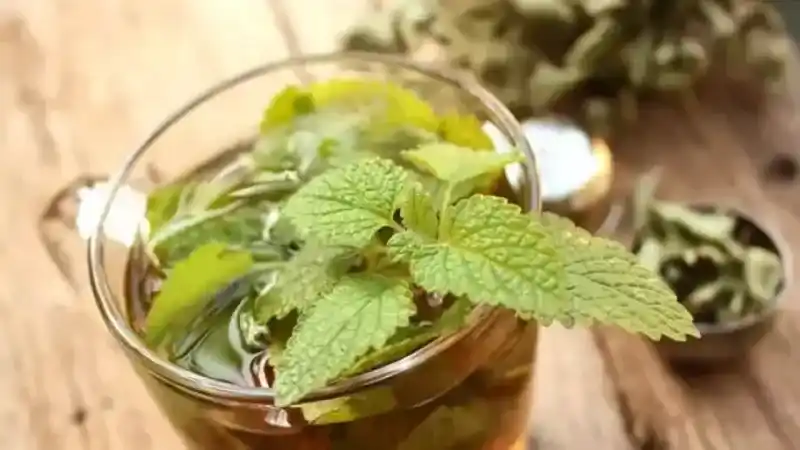 Limon Otu Nedir?
