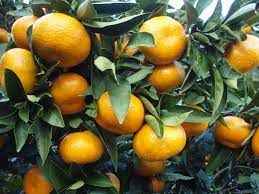 Sonbaharın C Vitamini Deposu: Satsuma Mandalinası