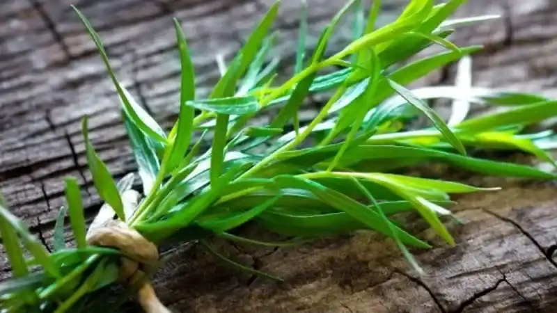 Tarhun Otu Nedir?