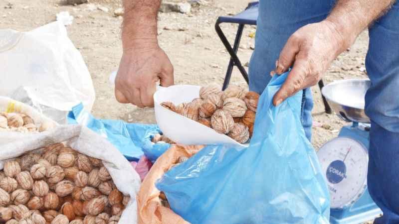 Yozgat'ta Ceviz Üretimi Bin Tonu Geçiyor: Pazarlar Dolup Taşıyor!