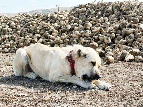 Pancarın Tadına Bayılan Köpek: Max'ın Hikayesi!