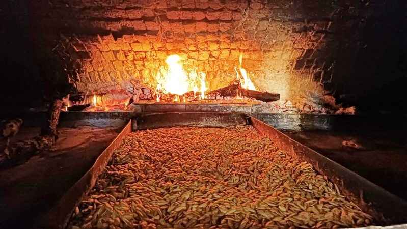Ürgüp Kabak Çekirdeği Dünyaya Nam Salıyor: Sadece Lezzet Değil, Sağlık Da Sunuyor