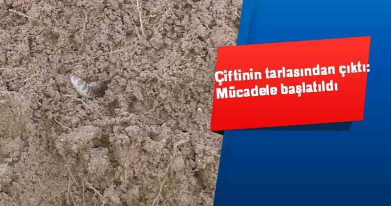 Çiftinin tarlasından çıktı: Mücadele başlatıldı