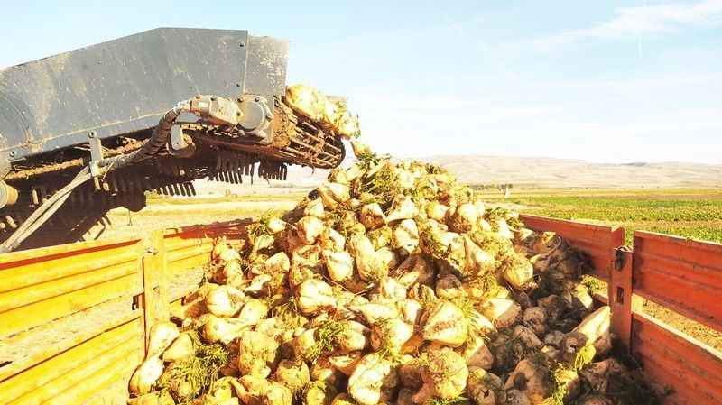 Şekerin Tatlı Yolculuğu: Sivas'tan Fabrikalara Uzanan Renkli Hasat!
