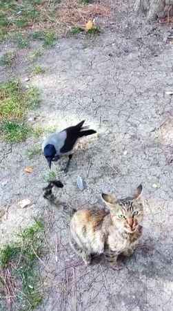 Sorgun Parkı’nda Sevimli Anlar: Kedi ve Karganın Dostluğu Sosyal Medyada İlgi Görüyor