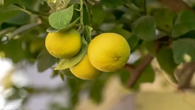 Limon Topuğa Sürülürse Faydası Çok! Limonun Bilinmeyen Etkilerini Öğrenin!