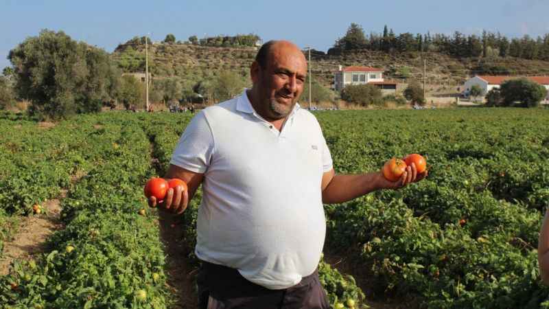 Güz Domatesi Hasadı Başladı: Lezzetiyle Herkesi Etrafına Topladı!