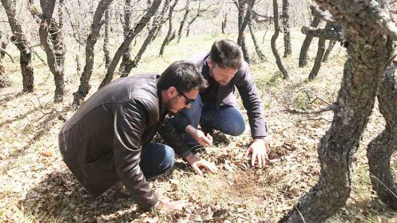 Yozgat’ta Süneyle Mücadele Başladı: Kırıkkale, Siavs ve Kayseri'de de Alarm Zamanı!
