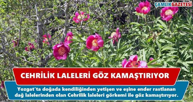 Cehrilik Laleleri Göz Kamaştırıyor