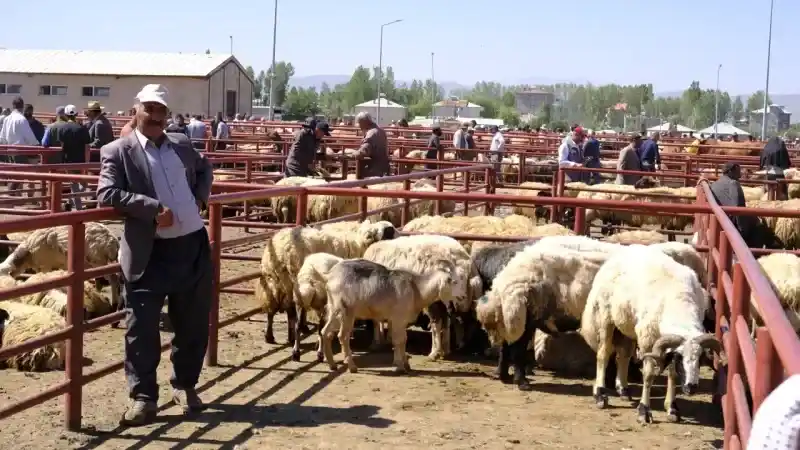 Artvin'de Kar Yağışı Hayvancıları Olumsuz Etkiledi: Ot ve Yem Fiyatları Can Yakıyor!