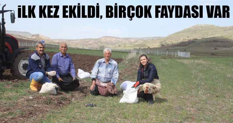 İlk kez ekildi, birçok faydası var