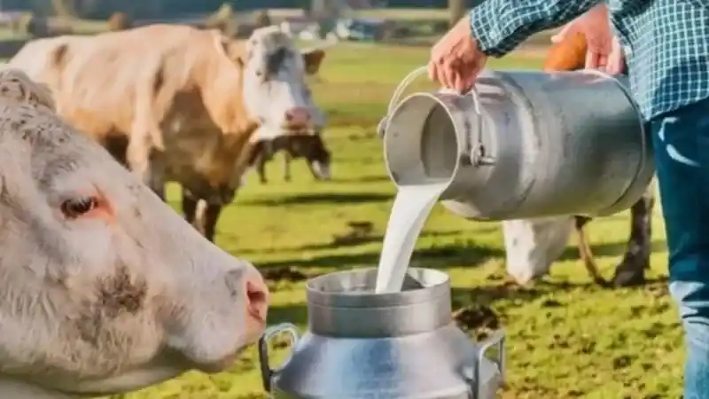 Serbest Piyasada Süt Fiyatları Ne Durumda? Çanakkale Ticaret Borsası Güncel Süt Fiyatlarını Açıkladı!