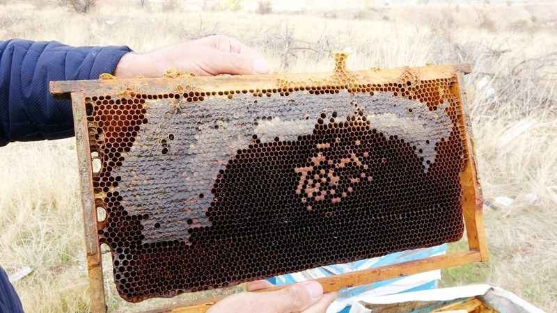 Yozgat'ta Korkutan Hastalık: Bal Üreticilerini Feci Şekilde Etkiledi!