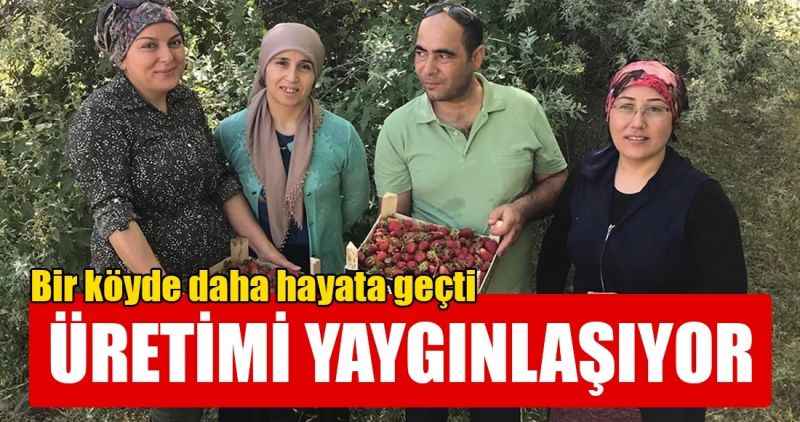 Bir köyde daha hayata geçti Üretimi yaygınlaşıyor