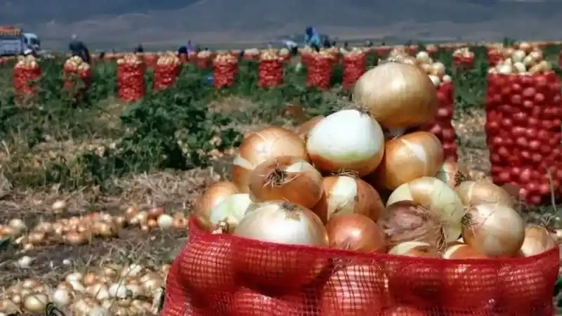 Türkiye'nin Yeşil Altını Olarak Biliniyor: Tam 50 Bin Ton İhraç Ediliyor!