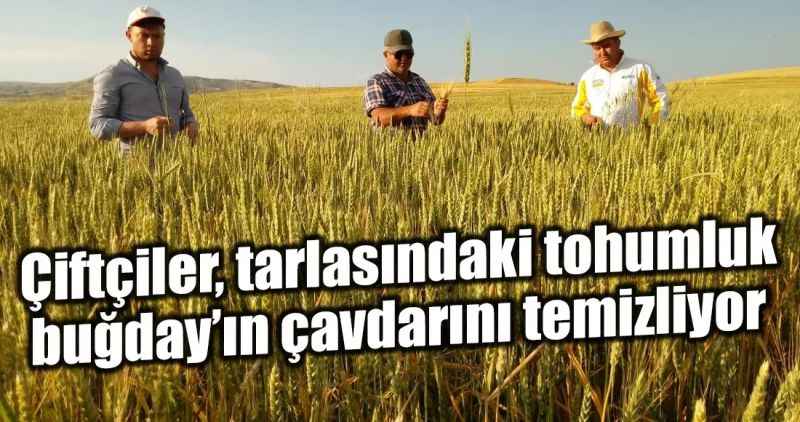 Çiftçiler, tarlasındaki tohumluk buğday'ın çavdarını temizliyor