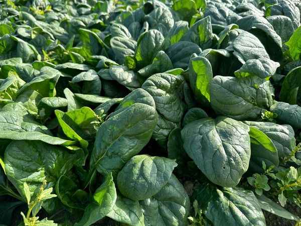 Beypazarı'nda Ispanak Hasadı Başladı: Ankaralılar Demire ve Vitamine Doyacak!