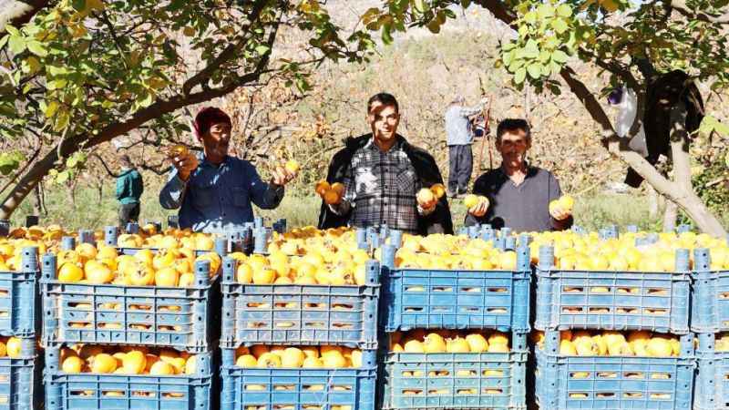 Tonlarca Hasadı Yapıldı: Vatandaşların Sofrasına Şifasıyla Misafir Olacak!