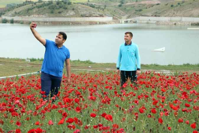 Yozgat'ta gelinciklerin görsel şöleni