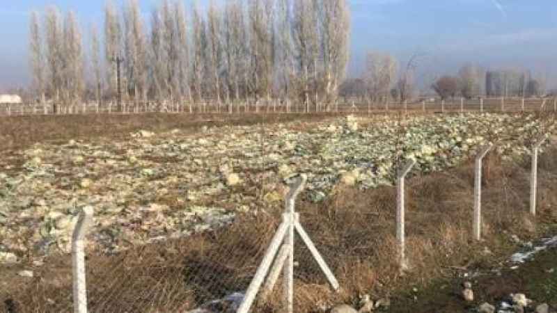 Hasat Tarladan Çıkamadı:  Yozgatlı Çiftçiler de Mağdur Oldu!