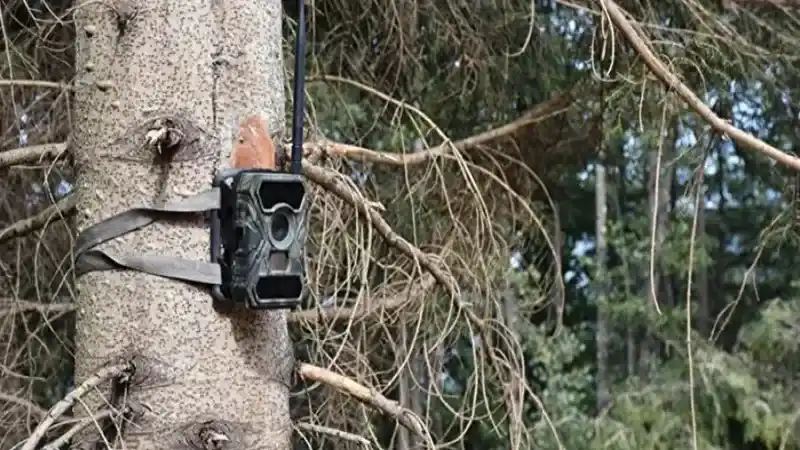 Doğa Koruma ve Milli Parklar Genel Müdürlüğü Paylaştı: Yabani Hayvanlar Fotokapana Yakalandı!