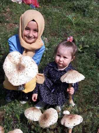 KUZU MANTARI BAŞKA BİR LEZZET