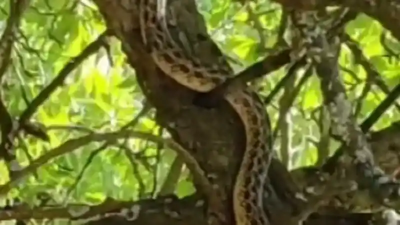 Daha Önce Gördüğünüz Yılanları Unutun: Bu Tayland Yılanı Turistleri Büyülerken Bir Andan Korkuttu!