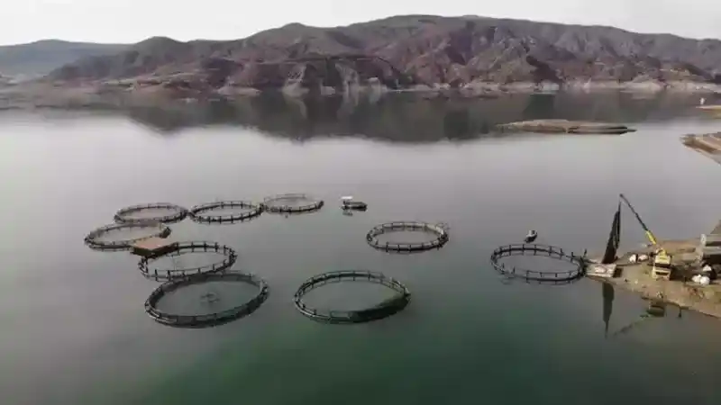 Yozgat'ın Komşusunda Deniz Yok Ama Yurt Dışına Somon Balığı İhraç Ediyor!