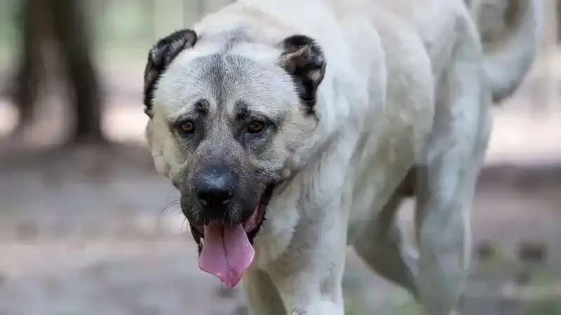 Polatlı'da Bir Vatandaş Sokak Köpeğinin Saldırısına Uğradı! O Anları Kamera Saniye Saniye Kaydetti! (22/12/2023)