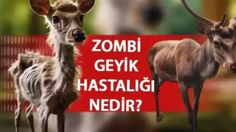 Zombi Geyik Hastalığı Nedir? Hastalık Geyikten İnsana Geçer Mi? Hangi Belirtilerle Kendini Gösterir?