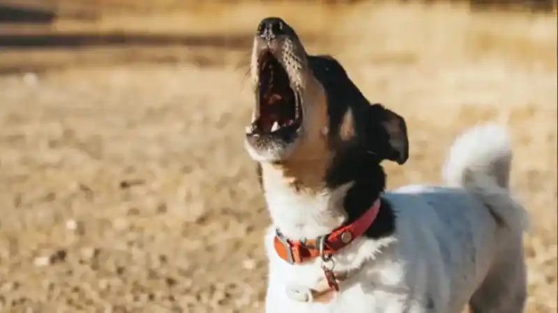Köpekler Neden Ezana Eşlik Eder? Köpeklerin Ezan Okunurken Ulumasının Sebebi!