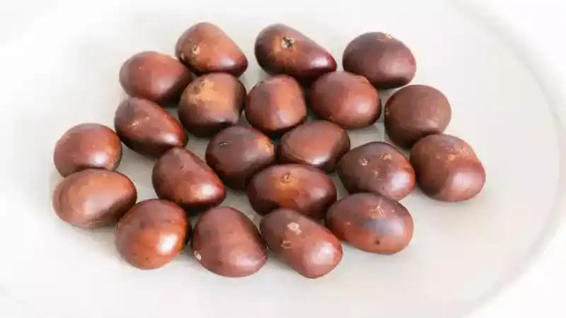 Çin Kestanesi Neden Zararlı? Çin Kestanesi ile Normal Kestane Arasındaki Fark Nasıl Anlaşılır?