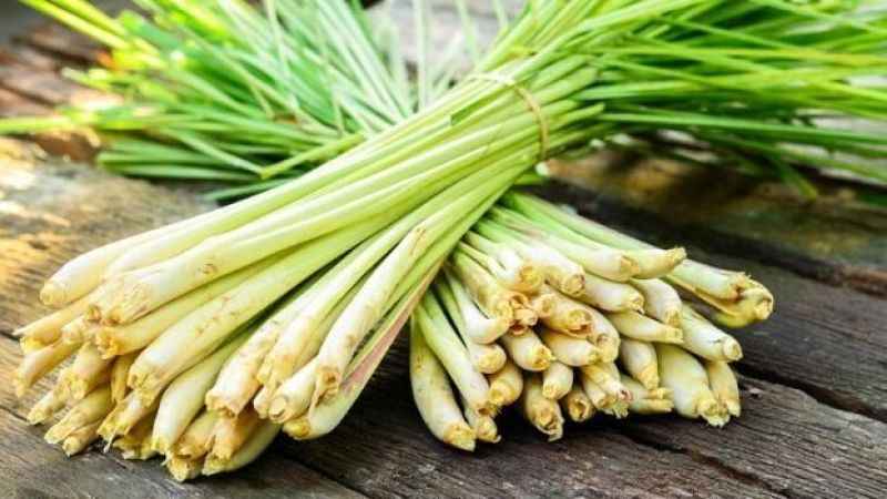 Lemon Grass Nedir? Dünya Mutfağının İncisi Limon Otu Hakkında Bilinmeyenler!