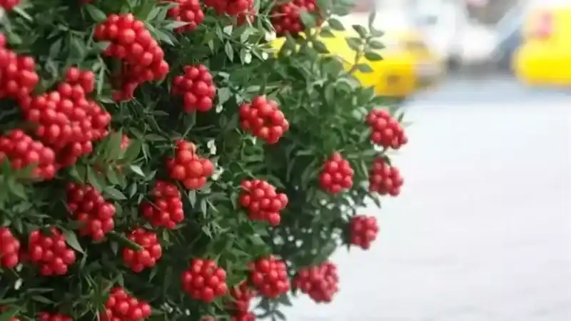 Kokina Nedir? Yılbaşı Çiçeği Olarak Bilinen Kokina Nasıl Yapılır? (31 Aralık 2023)