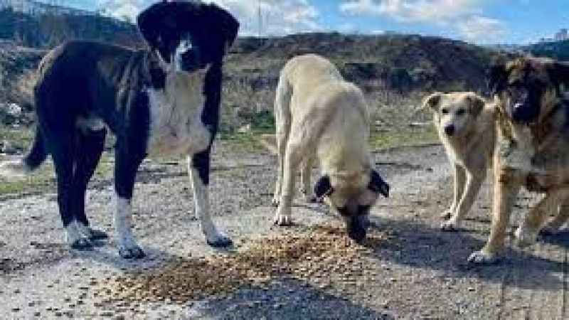 Sokak Köpeği Operasyonu Başlıyor