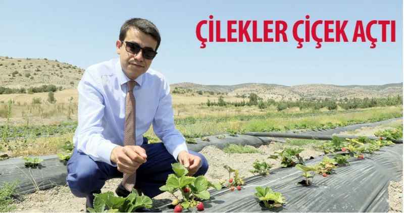 Çilekler Çiçek Açtı
