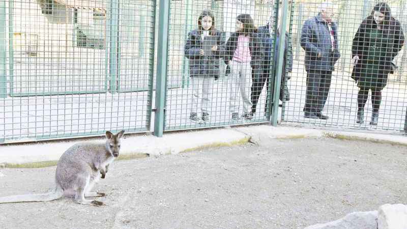 Ankara'daki evcil hayvan parkının yeni üyeleri Lama ve Kanguru