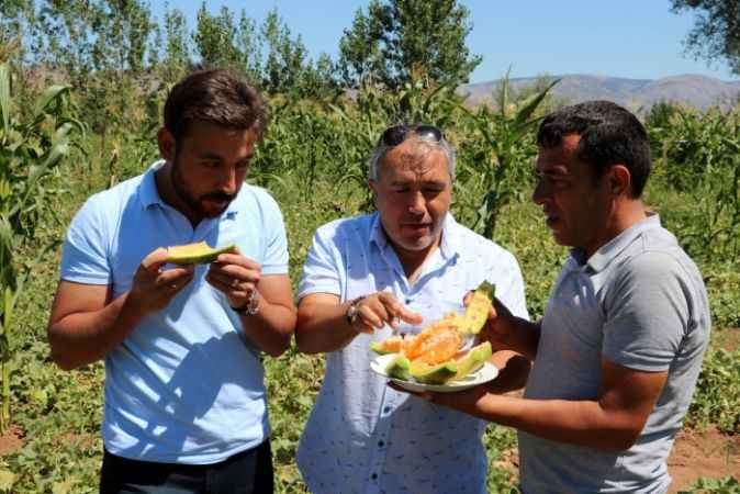 ŞEKLİ KAVUNA TADI MUZA BENZİYOR