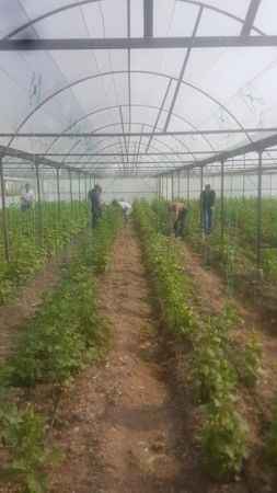 Sera'da ilk hasat